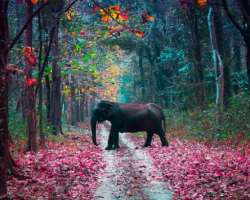 The park is popular for its rich biodiversity due to the combination of monsoon forest and Sub-Himalayan Bhabar. It had different varieties of trees l
